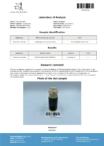 Ment - Image 3